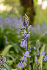 I took a photo of Bluebell, a delicate and enchanting flower known for its vibrant blue petals and sweet fragrance