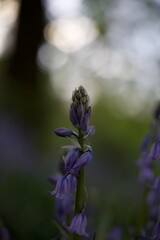 I took a photo of Bluebell, a delicate and enchanting flower known for its vibrant blue petals and sweet fragrance