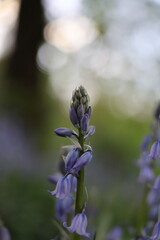 I took a photo of Bluebell, a delicate and enchanting flower known for its vibrant blue petals and sweet fragrance