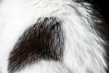 Detailed closeup of a monochrome animals fur with whiskers and claws