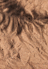 Palm leaf shadow on the beach sand texture. Copy space