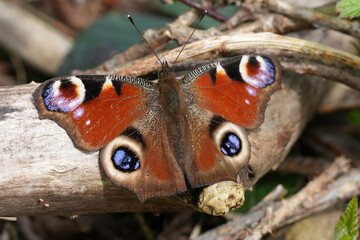 Closeup on a Peacock butterfly, Inachis io emerging from it's wintersleep , warming up on the...