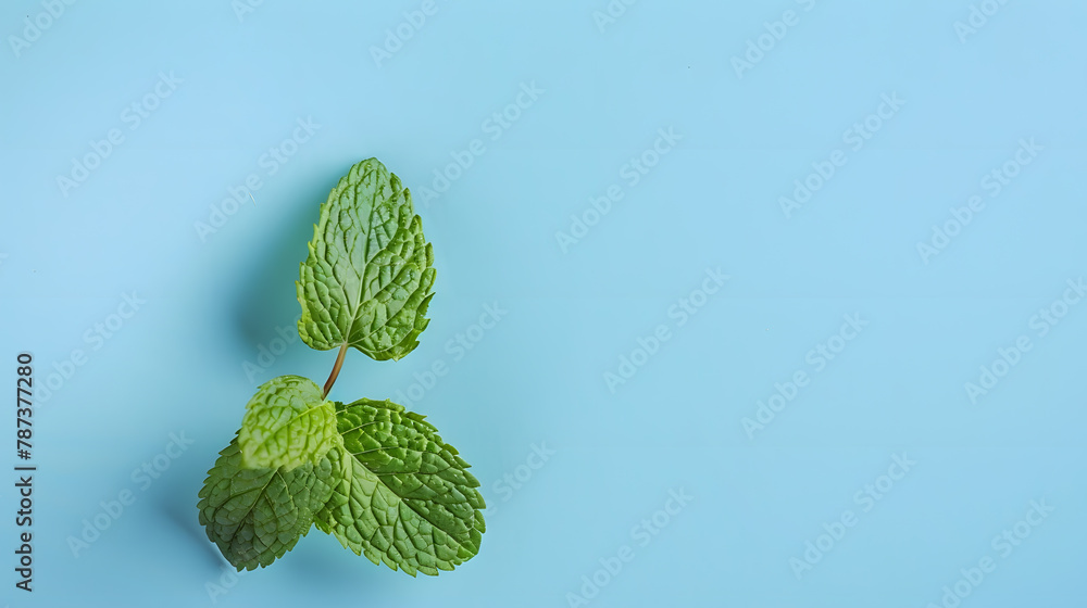 Poster mint leaf fresh mint on colored background mint leaves isolated top view with copy space : generativ