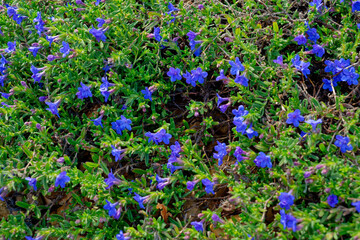 True blue flowers Lithodora plant