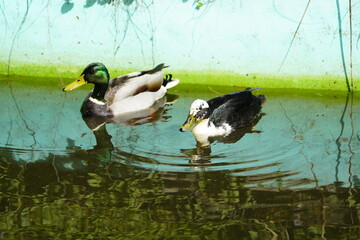 
Mallard, or Wild duck Drake male, the partner is crossed with another breed (Anas platyrhynchos),...