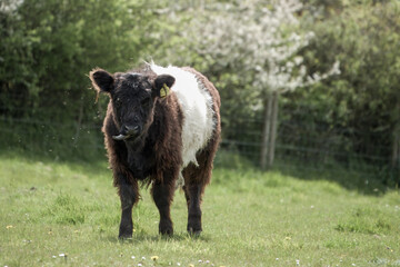 Fototapeta premium belted galloway calf cow sticking his tongue out