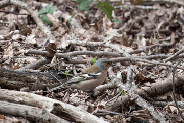male Chaffinch fringilla coelabs foraging for food amongst fallen leaves and twigs