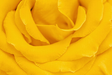 Closeup yellow rose flower with petals macro texture, above view beauty nature background, Natural...