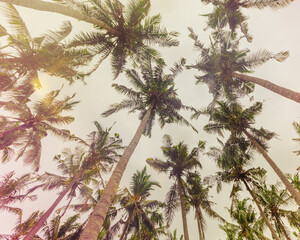 Tropical Palm Canopy with Vintage Filter Effect as Natural pattern, Coconut Palm trees view from below with sky background, aesthetic nature atmospheric landscape, faded colors, warm sunlight