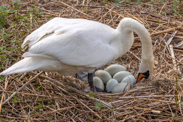 A brooding swan takes care of its eggs in the nest