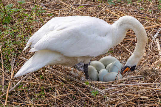 A brooding swan takes care of its eggs in the nest