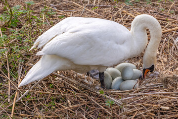 A brooding swan takes care of its eggs in the nest