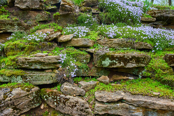 Layered Rock Wall with Moss and Purple Wildflowers