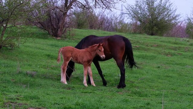 A small red horse foal sucks milk from a mother mare on a lush green meadow in spring
