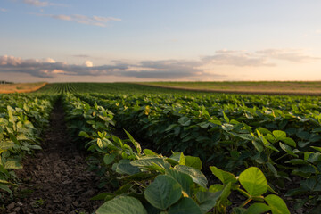 Open soybean field at sunset. - 787381279