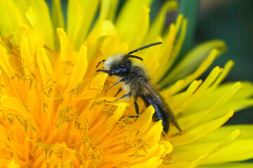 Closeup on a male Mellow miner solitary bee, Andrena mitis in a yellow dandelion flower