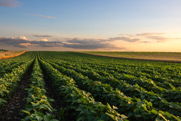 Open soybean field at sunset. - 787381835