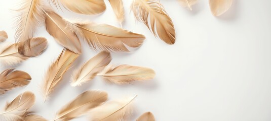 The image highlights a collection of delicate feathers with gold dipped tips fanned out over a white background - obrazy, fototapety, plakaty