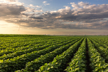 Open soybean field at sunset. - 787381893