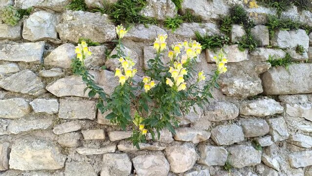 belles fleurs jaunes poussant sur un mur en pierre