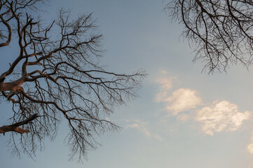 Branches of dry tree against cloudy sky