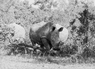 White Rhino Grazing