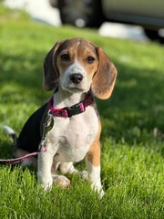 beagle puppy in the grass