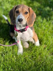 beagle puppy in grass