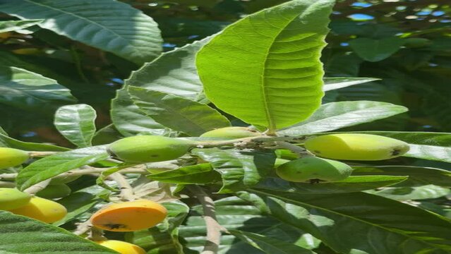 Loquat fruits ripening on the tree.