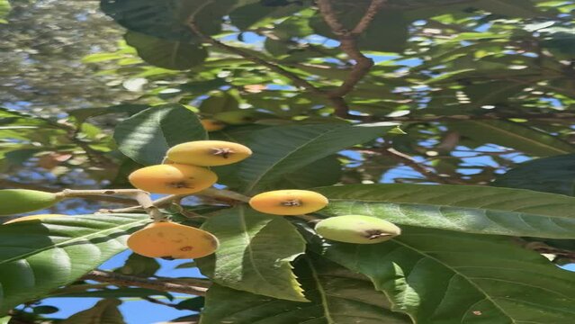Loquat fruits ripening on the tree.