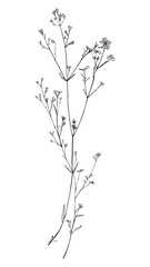 Fototapeta premium PNG Minimal line art Hand drawn a wildflower for logo illustrated drawing sketch