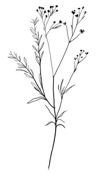 recommend clip art: PNG Minimal line art Hand drawn a wildflower for logo illustrated drawing blossom