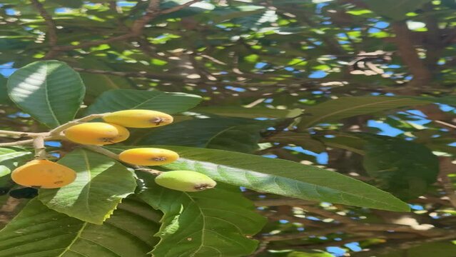 Loquat fruits ripening on the tree.