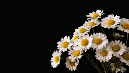 Daisy bunch in right corner isolated black background Copy space