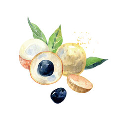 Hand Drawn Watercolor longan Fruit. Vector illustration. - obrazy, fototapety, plakaty