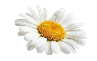Blossoming Common Daisy isolated on Transparent background.