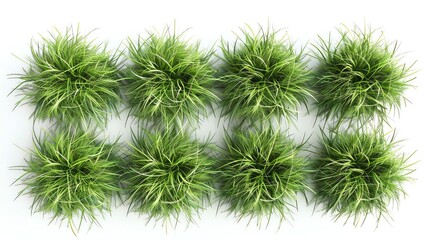 Ornamental Grass Clumps of ornamental grass in top view provide texture and movement in garden visualizations, suitable for naturalistic designs, isolated white background