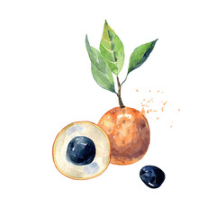 Hand Drawn Watercolor longan Fruit. Vector illustration. - 787386299