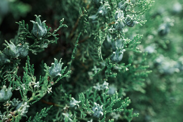 juniper branches and berries in close-up