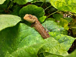 a wild lizard in between leaves