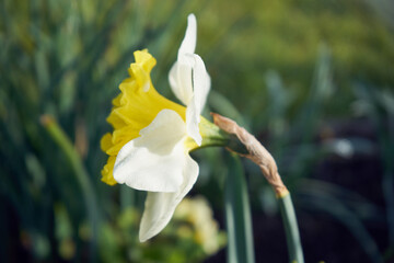 żonkil,Narcissus jonquilla L. - obrazy, fototapety, plakaty