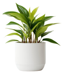 PNG Potted plant leaf vase white background