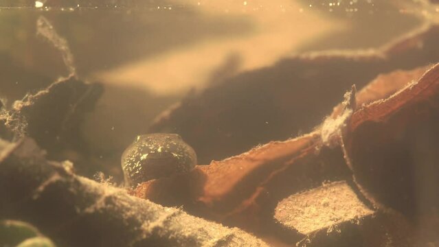 tadpoles under water in spring