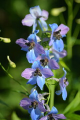 Zarter Rittersporn in Blau