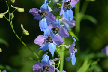 Rittersporn in tiefem Blau