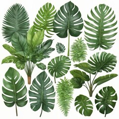 Collection of green leaves of tropical plants bush - obrazy, fototapety, plakaty