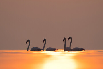 Backlit image of Greater Flamingos in the morning hours with dramatic reflection on water, Asker...