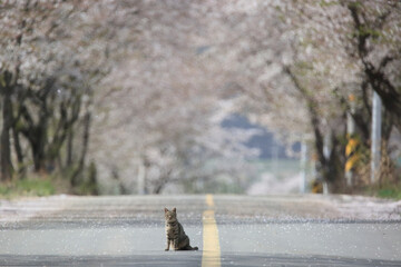 a cat sitting on the road