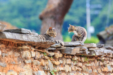 a cat on an alley fence