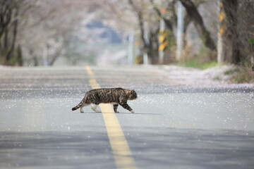 a cat crossing the road